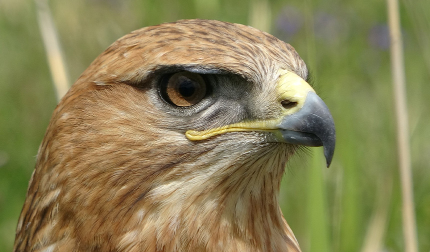 Yaban Hayatı.jpg3.Jpg3