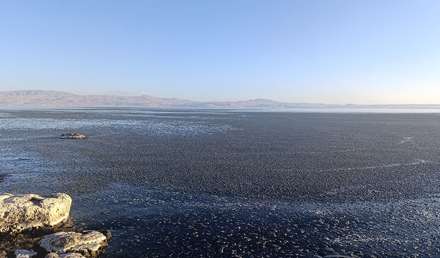 Yosun Tabakaları.jpg3