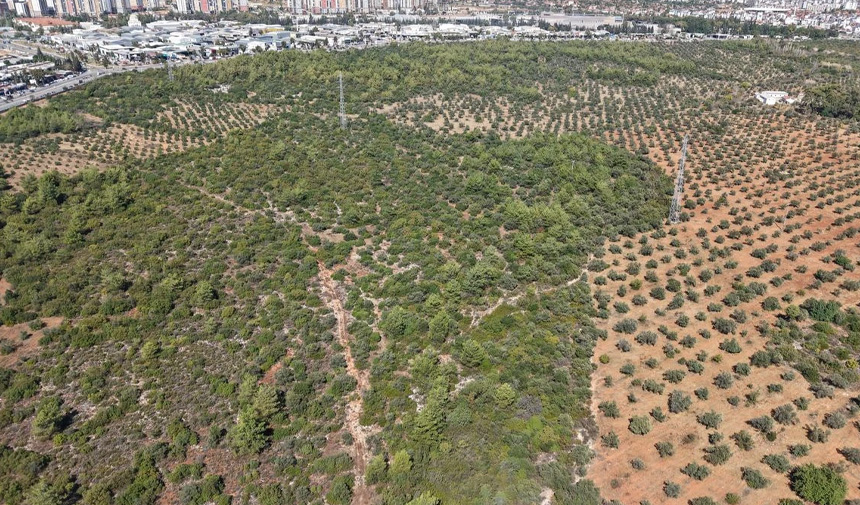 Zeytin Rekoltesi.jpg7