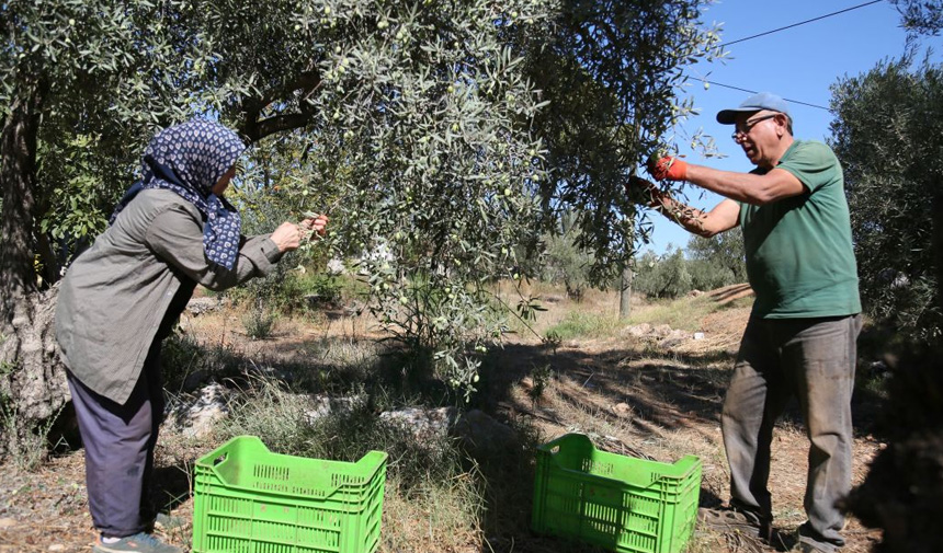 Zeytin Rekoltesi.jpg9