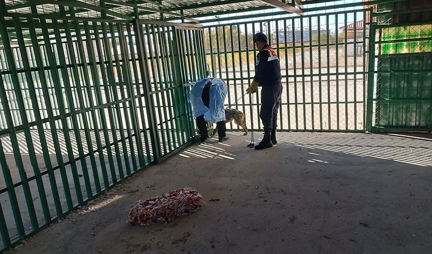 Zincire Vuralan Kurt.jpg3