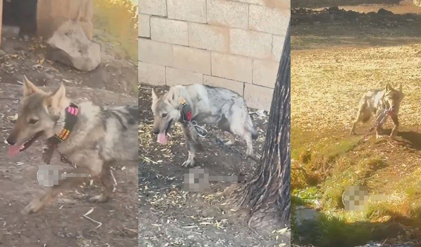 Zincire Vuralan Kurt.jpg9