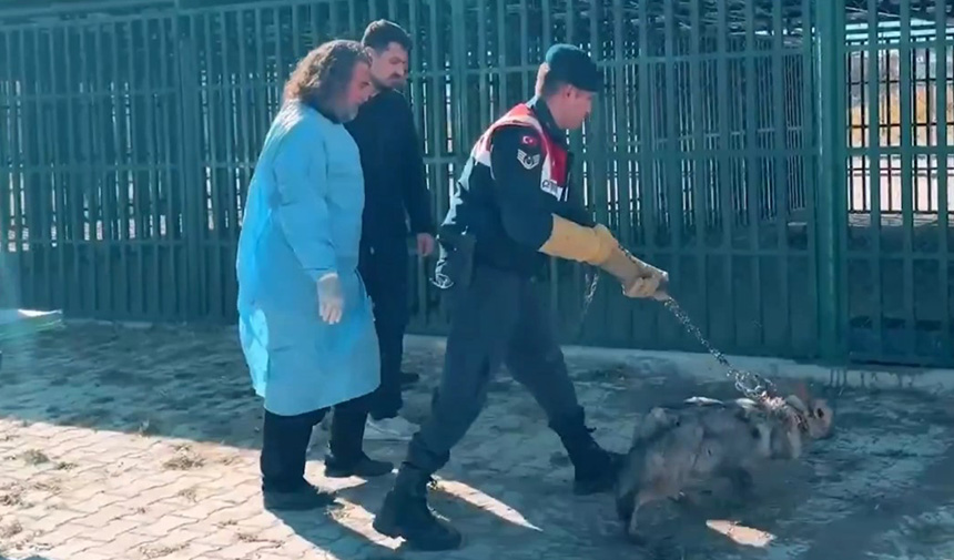 Zincire Vurulan Kurt