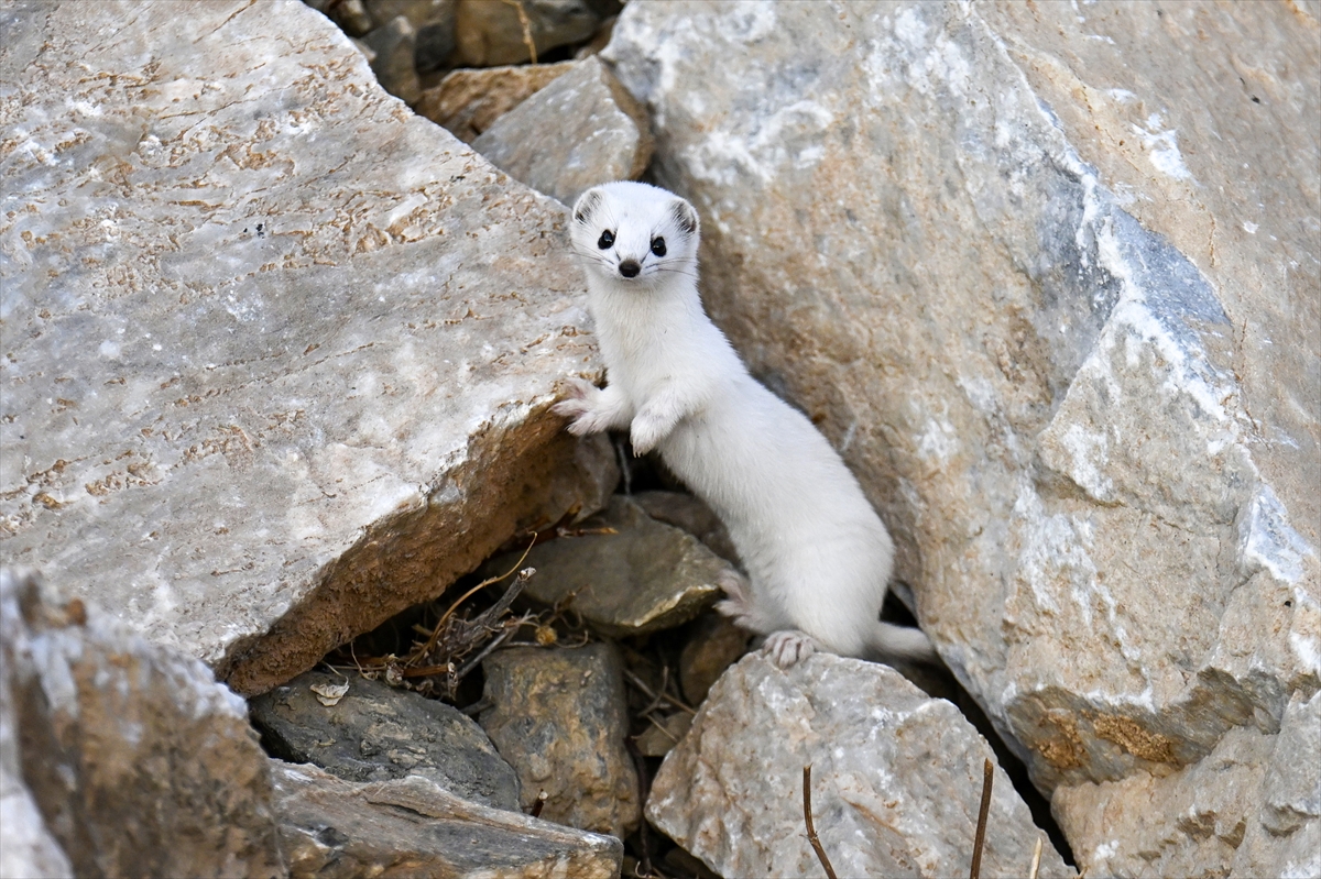 A A 20251111 39676325 39676309 V A N D A N E S L I K O R U M A A L T I N D A K I B E Y A Z G E L I N C I K G O R U N T U L E N D I