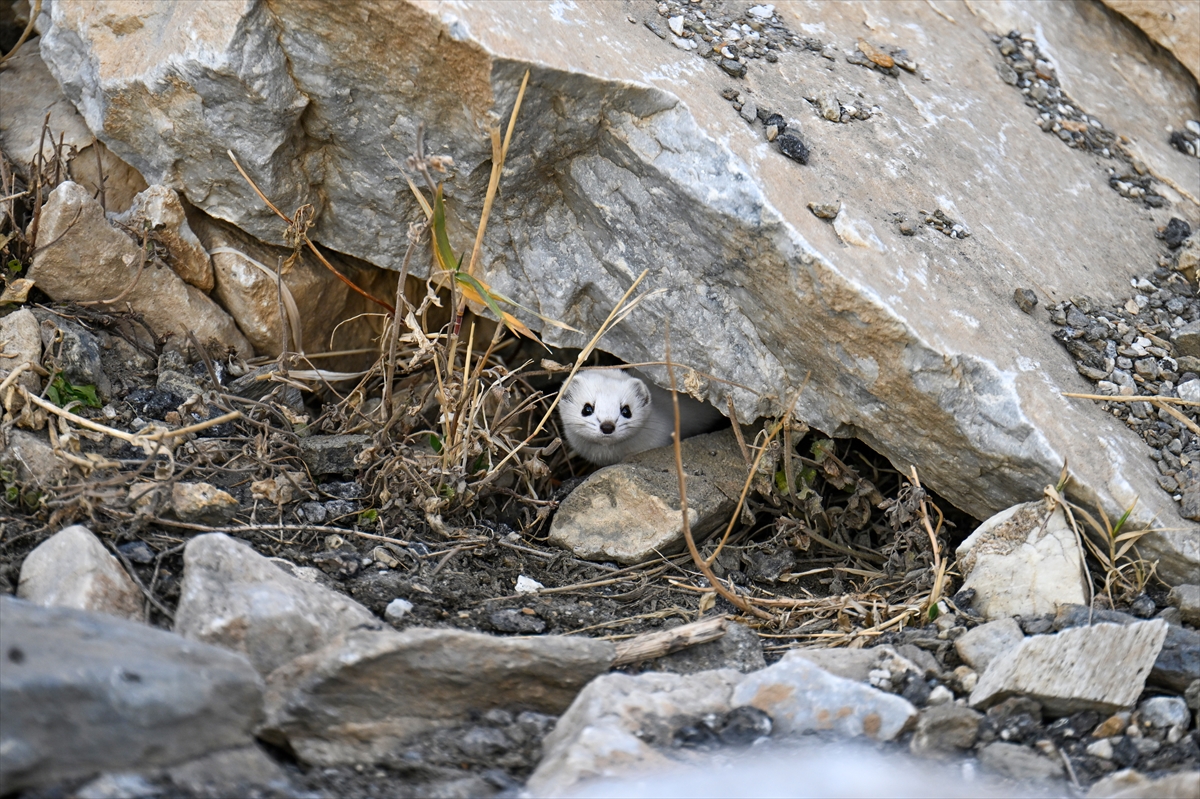 A A 20251111 39676325 39676312 V A N D A N E S L I K O R U M A A L T I N D A K I B E Y A Z G E L I N C I K G O R U N T U L E N D I