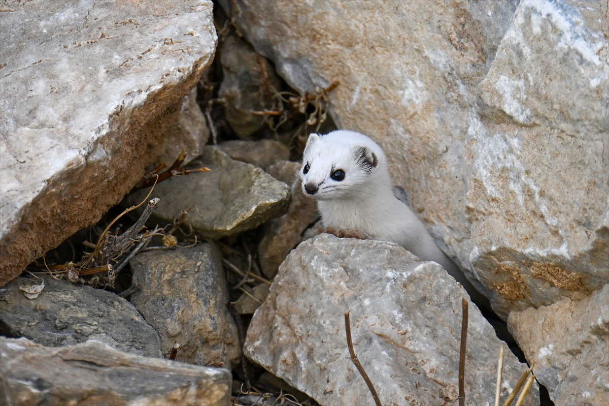 A A 20251111 39676325 39676313 V A N D A N E S L I K O R U M A A L T I N D A K I B E Y A Z G E L I N C I K G O R U N T U L E N D I