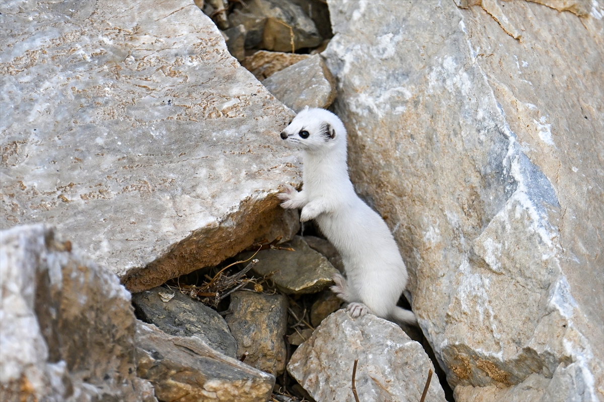 A A 20251111 39676325 39676316 V A N D A N E S L I K O R U M A A L T I N D A K I B E Y A Z G E L I N C I K G O R U N T U L E N D I