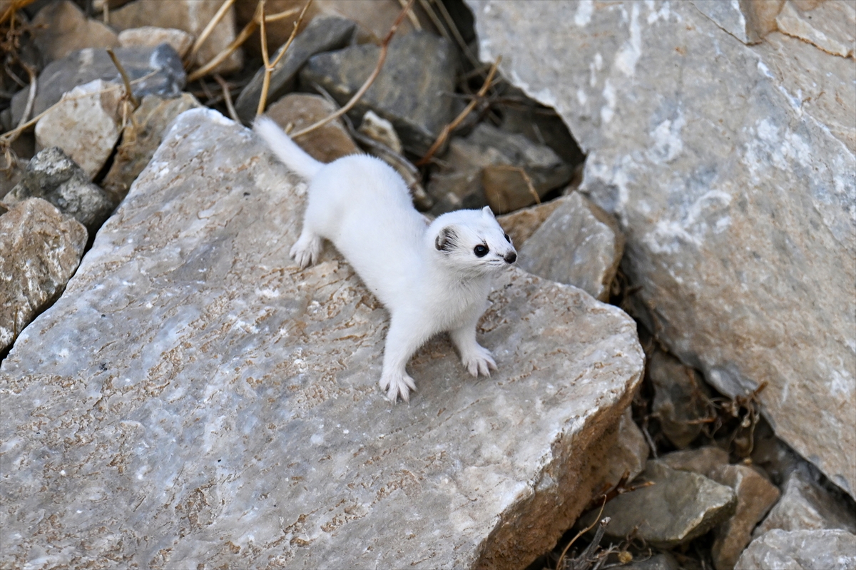 A A 20251111 39676325 39676321 V A N D A N E S L I K O R U M A A L T I N D A K I B E Y A Z G E L I N C I K G O R U N T U L E N D I