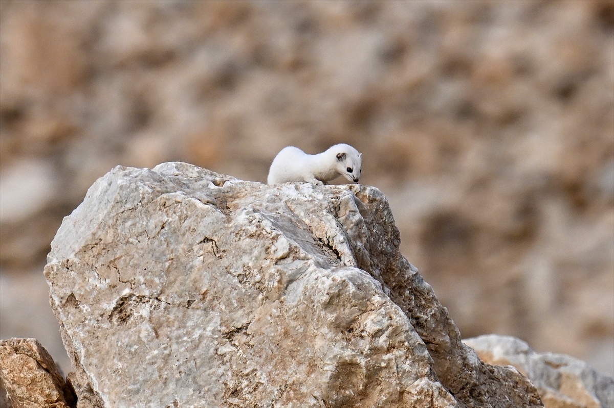 A A 20251111 39676325 39676324 V A N D A N E S L I K O R U M A A L T I N D A K I B E Y A Z G E L I N C I K G O R U N T U L E N D I