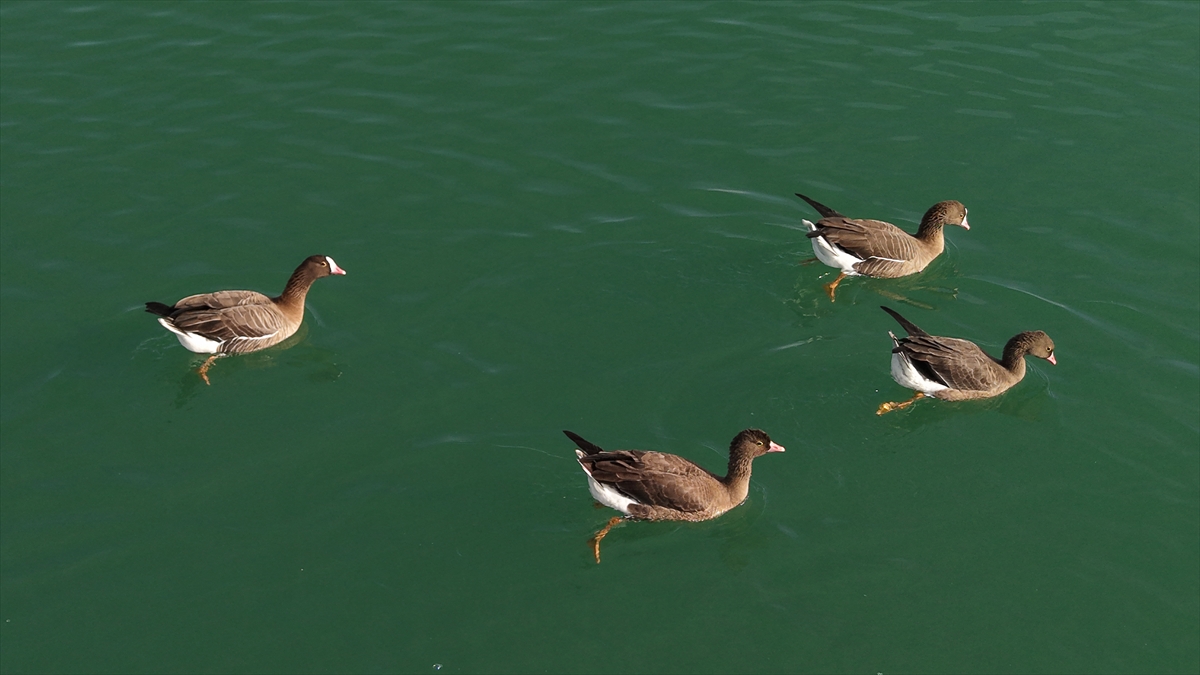 A A 20251119 39745915 39745911 K U S C E N N E T I E R C E K G O L U Y A B A N K A Z L A R I N A E V S A H I P L I G I Y A P I Y O R