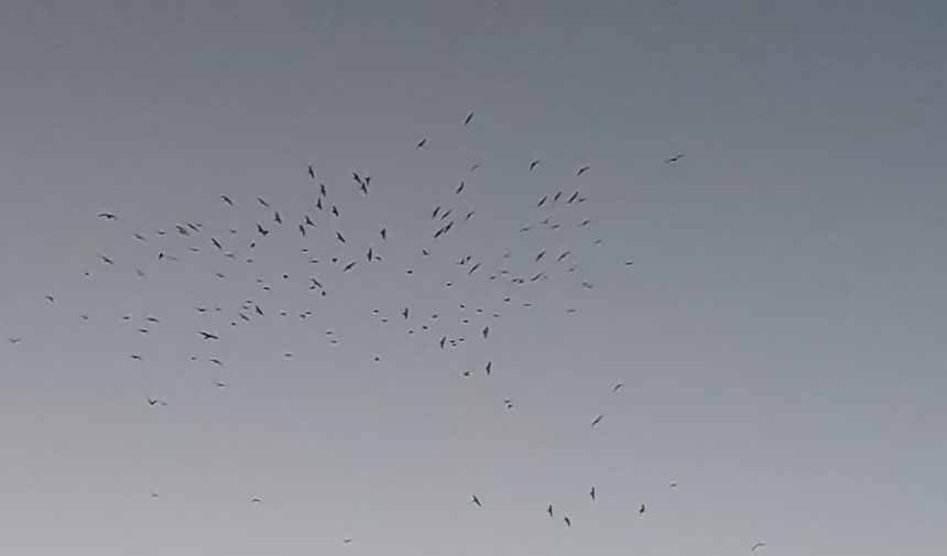 Kuş Sürüsü.jpg7