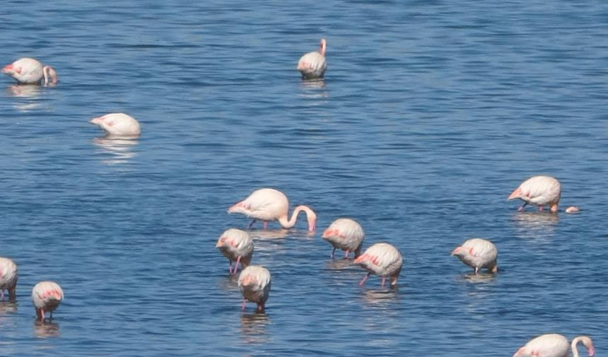 Urmi̇ye Gölü Göç