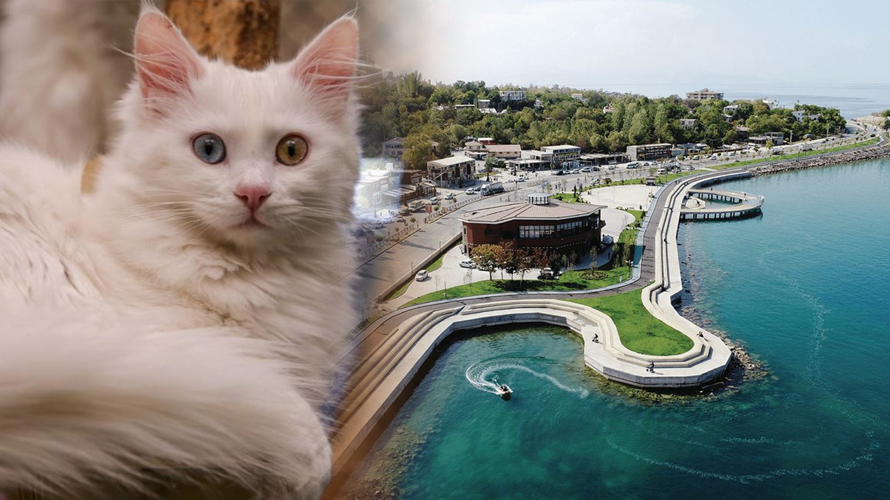 Van Kedisi Edremit Sahil Bandi