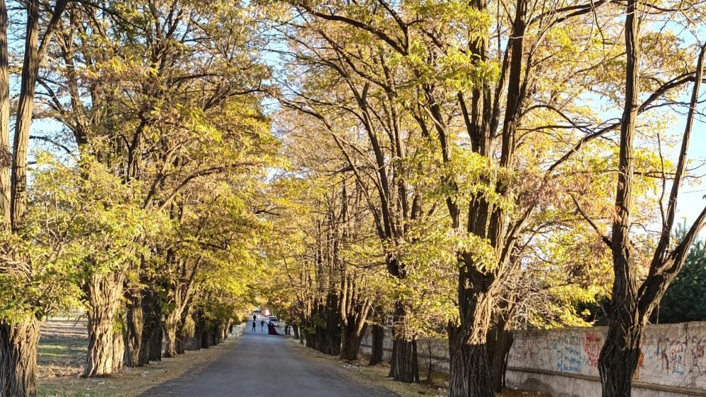 Vanda Renk Cumbusu 2