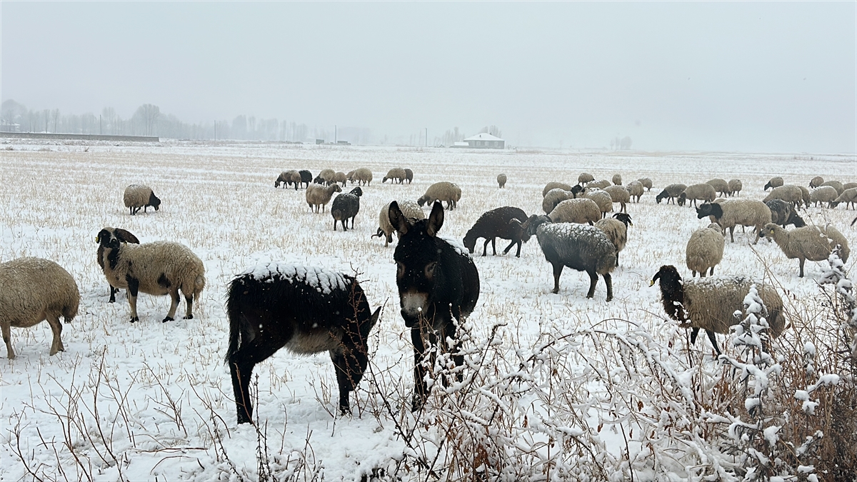 A A 20251202 39871470 39871466 V A N D A M E R A D A K O Y U N O T L A T A N C O B A N L A R K A R A Y A K A L A N D I