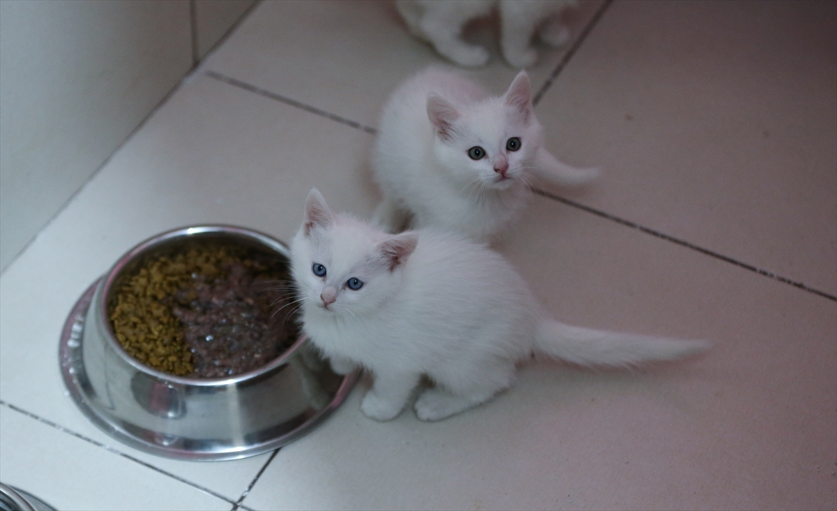 A A 20251224 40062529 40062514 K O R U M A A L T I N D A K I V A N K E D I L E R I B U Y I L 120 Y A V R U D O G U R D U