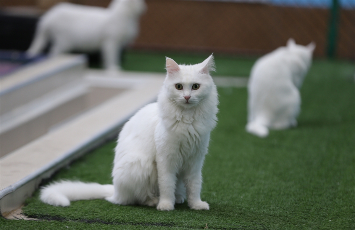 A A 20251224 40062529 40062527 K O R U M A A L T I N D A K I V A N K E D I L E R I B U Y I L 120 Y A V R U D O G U R D U