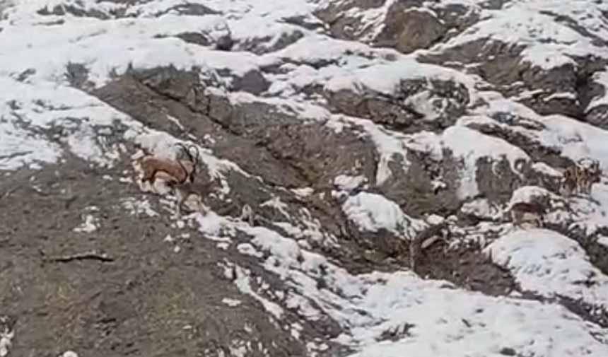 Dağ Keçileri.jpg4-1