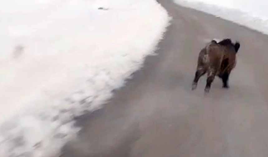 Domuz Sürüleri.jpg1