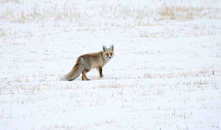 Kar Etkili Oldu.jpg7