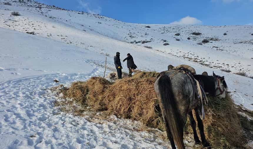 Otları Kızaklarla Taşıma .Jpg8