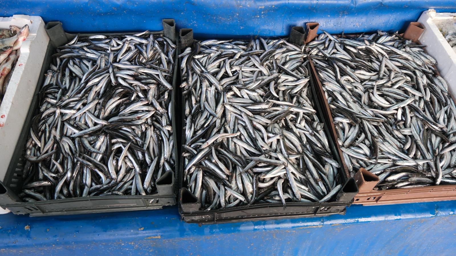 Whatsapp Image 2025 12 12 At 11.58.46