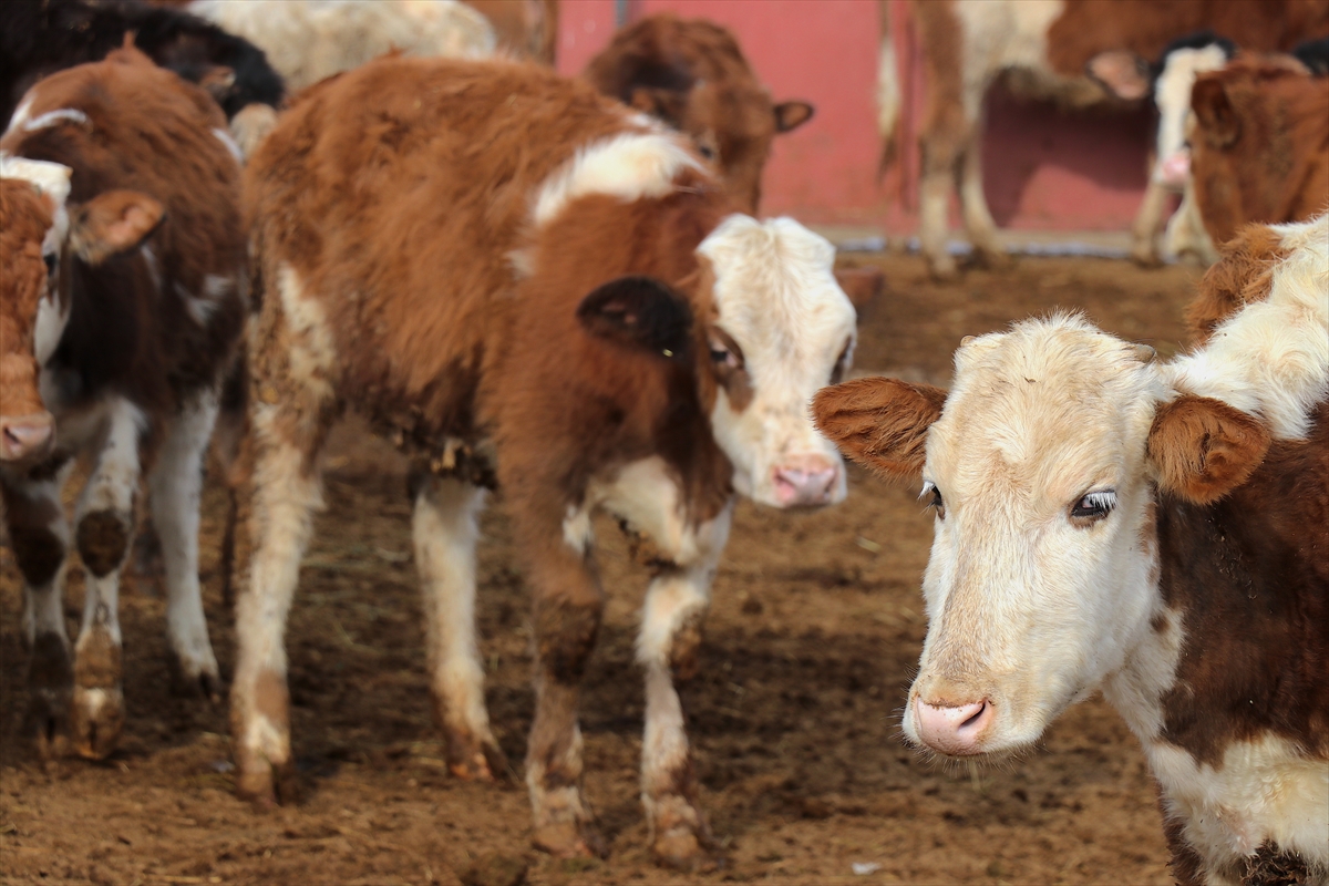 A A 20260105 40162156 40162152 G E N C V E T E R I N E R B A B A M E S L E G I H A Y V A N C I L I G I M O D E R N Y O N T E M L E R L E S U R D U R U Y O R