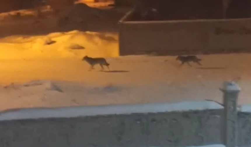 Aç Kalan Kurtlar .Jpg4