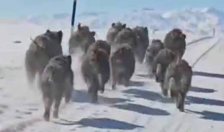 Domuz Sürüsü.jpg4-1