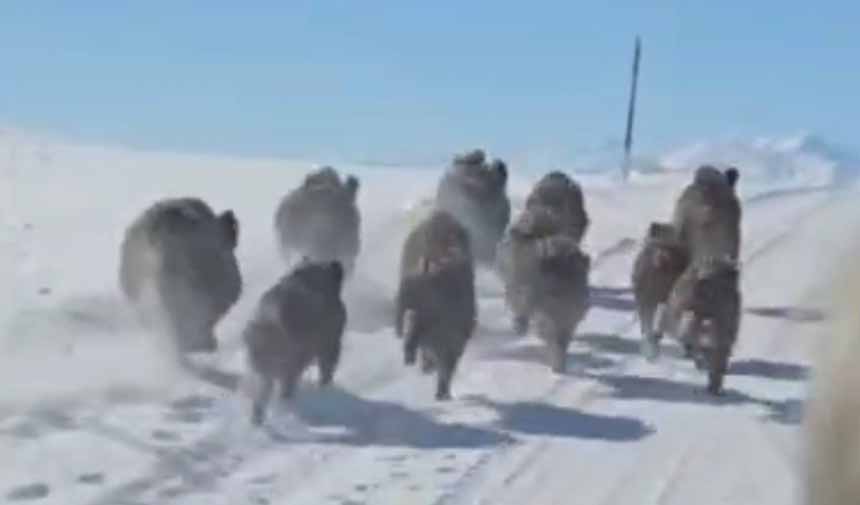 Domuz Sürüsü.jpg9-1