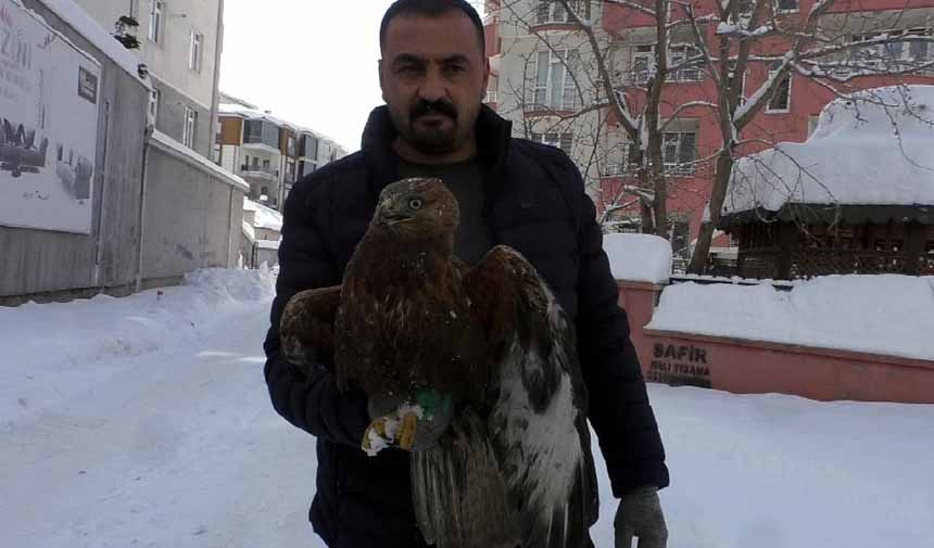 Kızıl Şahin.jpg7-1