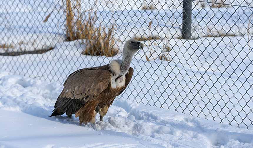 Yaban Hayvanları.jpg3-1