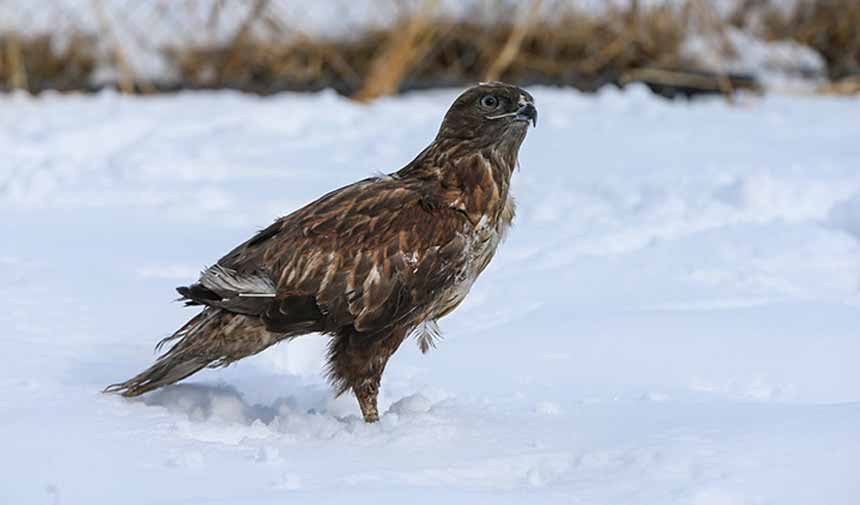 Yaban Hayvanları.jpg7