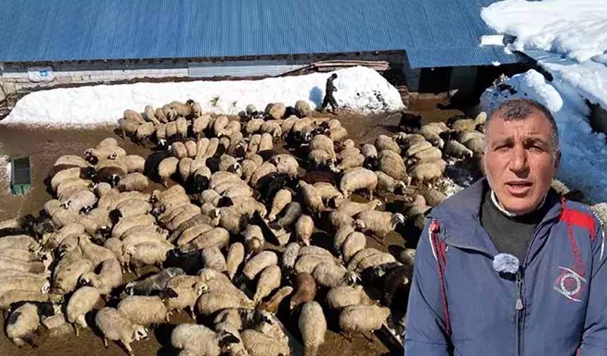 Hayvancılık.jpg3-1