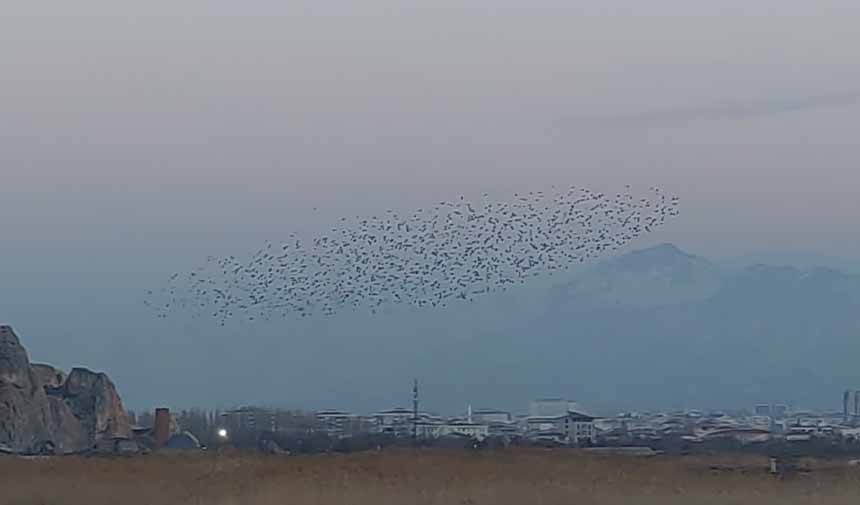 Sığırcık Kuşu.jpg9