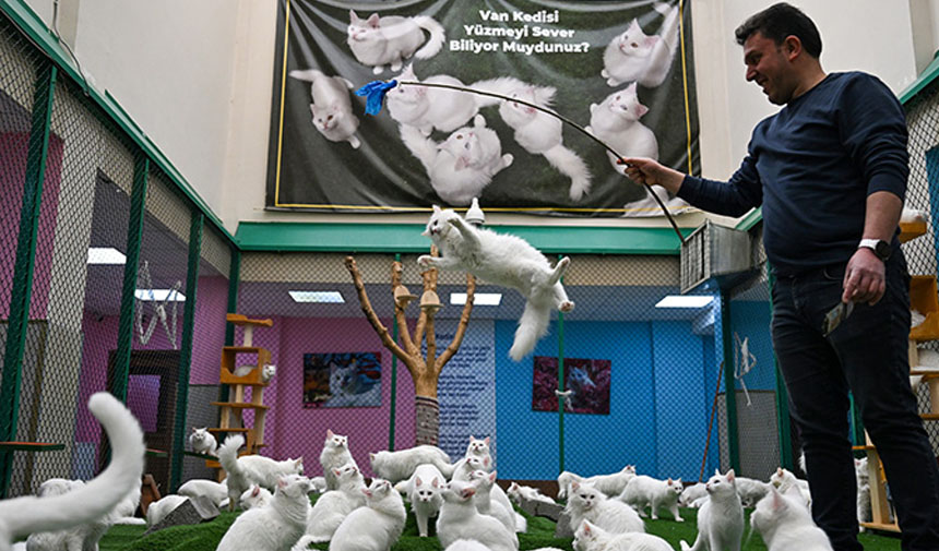 Van Kedi̇si̇ Yeni̇ F