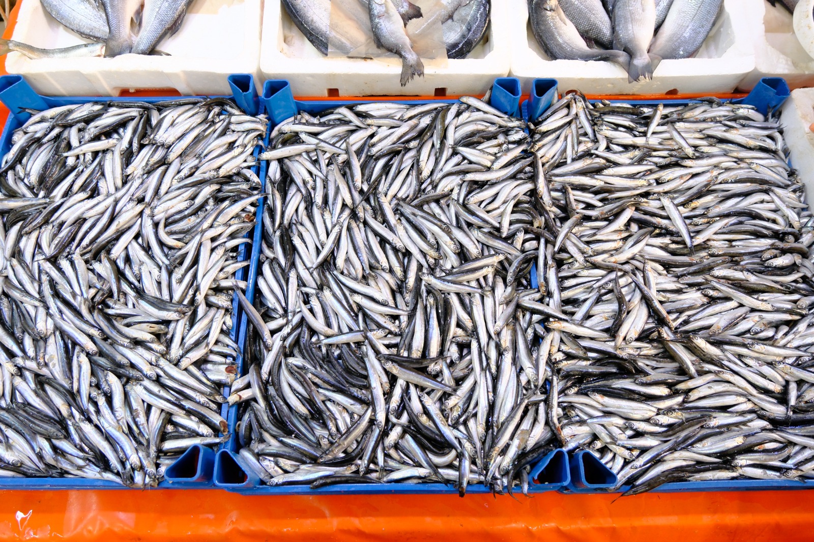 Whatsapp Image 2026 02 09 At 13.27.50