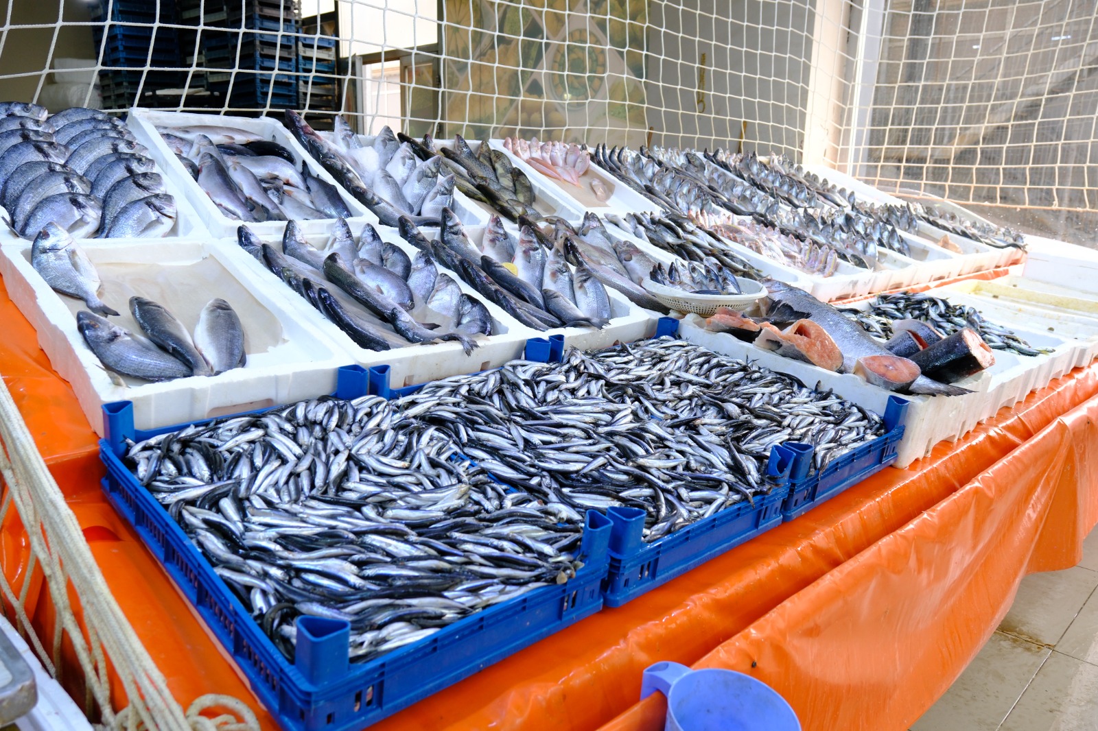 Whatsapp Image 2026 02 09 At 13.27.51