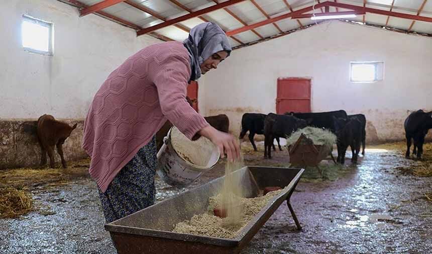 Büyükbaş Hayvancılık