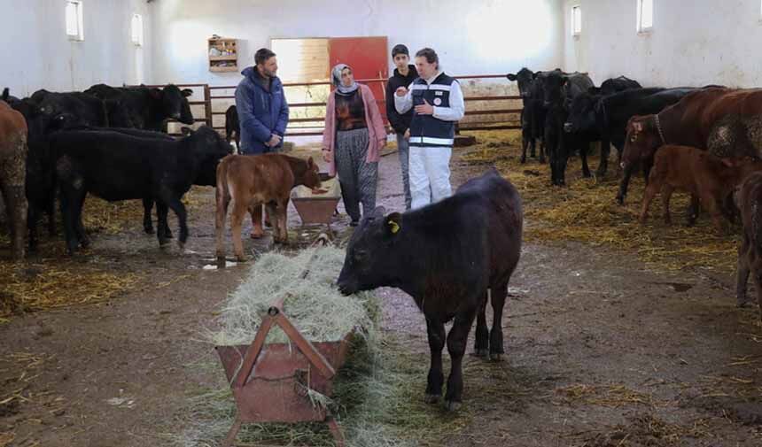 Büyükbaş Hayvancılık.jpg3