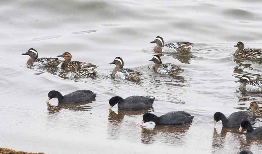 Çıkrıkçın Ördekler