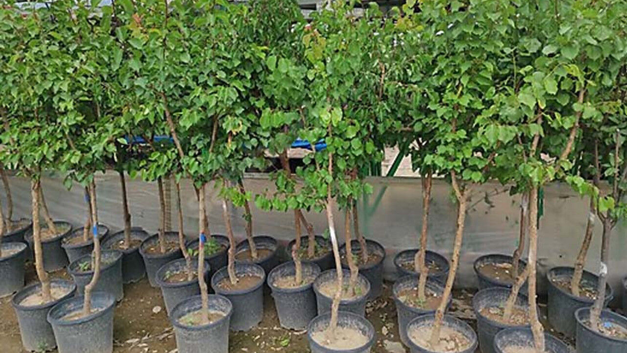 20 Bin Adet Meyve Fidanı Dikimi İşi