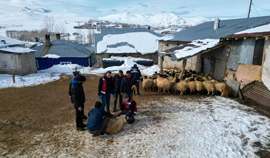 Van Hayvancilik Artiyor