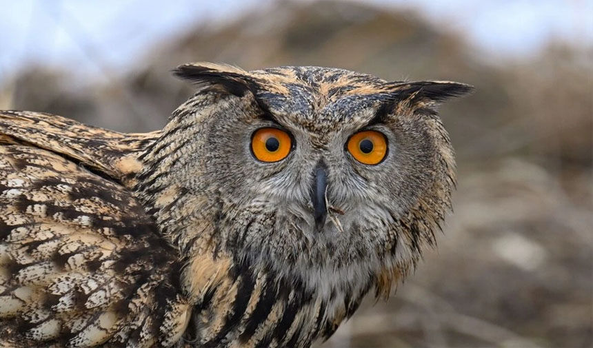 Van Yyü Yitrici Kuş