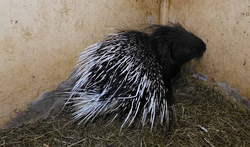 Yaban Kuşları.jpg1