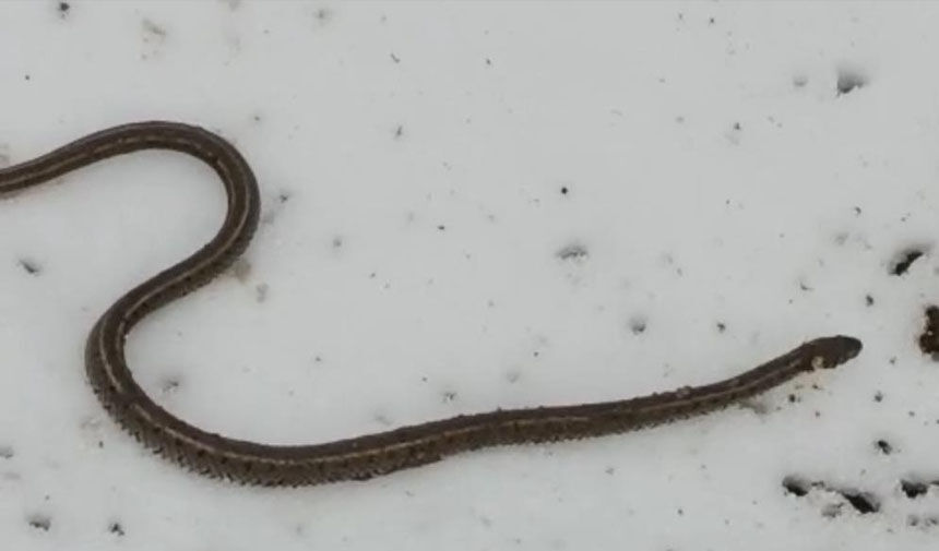 Su arızası giderilirken 1 metrelik yılan çıktı
