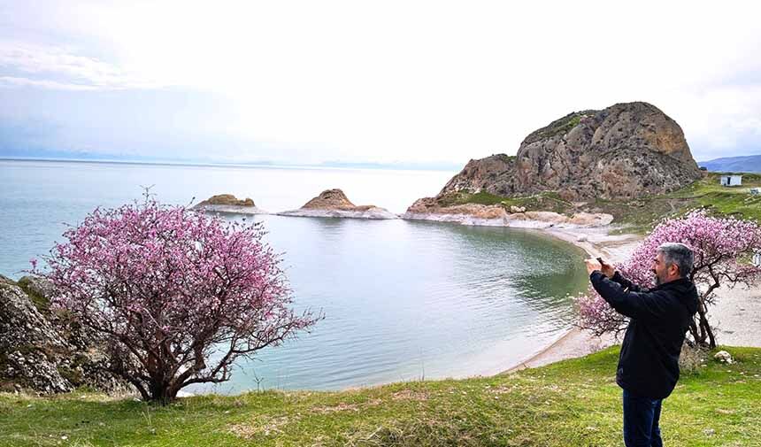 Badem Çiçekleri .Jpg0