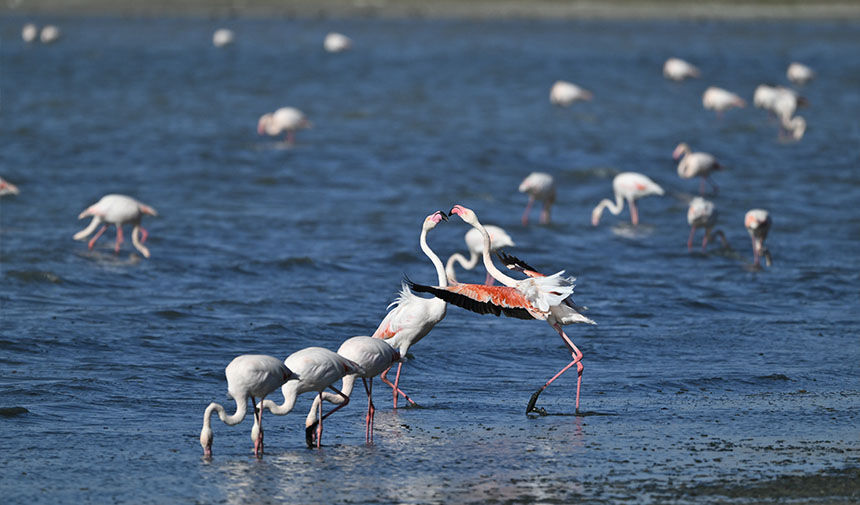 Flamingo Denetim Van