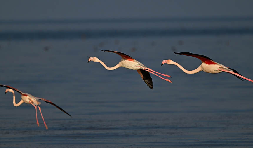 Jandarma Denetim Yeni