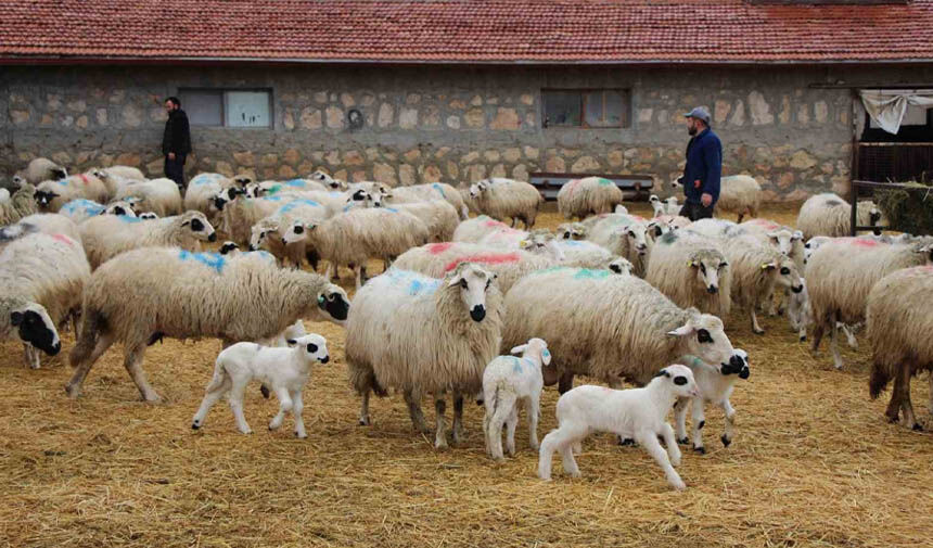 Van’da kırsala yeni destek: Başvurular başladı